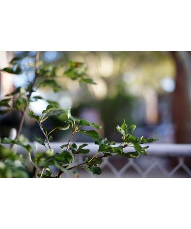 Fotasy 35mm f1.6 APSC Lens + C to m43 Adapter for Panasonic GH5 GX7 GX8 GX9 Olympus E-M1 E-M5 E-M10 - 35mm Prime Lense MFT Micro 4/3 Compatible - APS-C - Buy Online on GoSupps.com