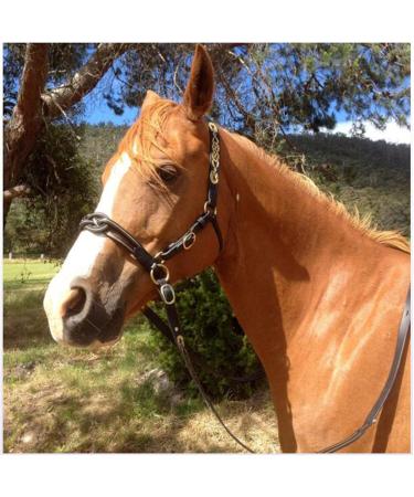 English Horse Bridle - Adjustable Leather Noseband for Horses | Premium Horse Accessories & Racing Equipment (Black) - Buy Online on GoSupps.com