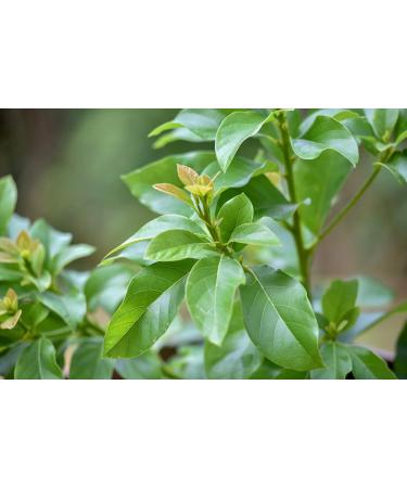 Dried Avocado Leaves Hojas de Aguacate Seco Avocado Leaves Tea: 4 oz (113 g) - Buy Online on GoSupps.com