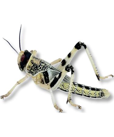Livefood UK Live Locusts Small/Medium size 10mm to 20mm MEGA TUB of 25 Live Locusts (Reptile Livefood) - Buy Online on GoSupps.com