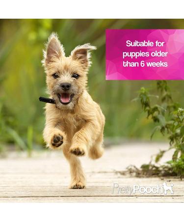 Pretty PoOch Gentle Touch Shampoo & Conditioner for Dogs | Non-Itchy Deep Cleaning for Sensitive Skin | 4L Baby Powder Fragrance - Buy Online on GoSupps.com