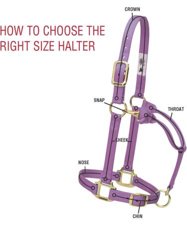 WEAVER Blue Leather Non-Adjustable Halter for Average Horses - Durable & Stylish | International Shipping Available - Buy Online on GoSupps.com