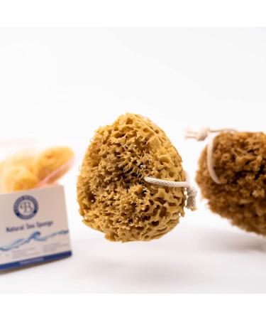 Jordan Benedict Natural Sea Sponge for Bath and Shower - S Size, Pack of 1 - Buy Online on GoSupps.com