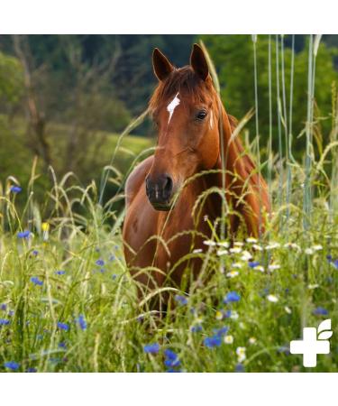 Reavet Kidney Liquid for Horses 1L - 100% Natural Herbal Mix for Kidney Support & Liver Health - Buy Online on GoSupps.com