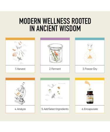 Rhodiola Energy Supplement - Fermented Rhodiola with Astragalus & Turmeric - Cognitive Athletic Performance & Adrenal Support Supplements for Men & Women - Vegan Non-GMO - Living Alchemy 60 Pcs - Buy Online on GoSupps.com