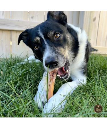 Bully Bunches Premium 6 Inch Monster Odour-Free Bully Sticks for Medium & Large Dogs - Long Lasting Chew Bones - All Natural & Single Ingredient 100% Beef Dog Treat Rawhide Alternative (8 Pk) 6 Inch 8 Pack - Buy Online on GoSupps.com