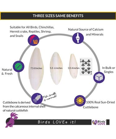Cuttlebone for Cockatiels, Parakeets, Budgies, and More - 1-Pack 7.5-8 - Buy Online on GoSupps.com