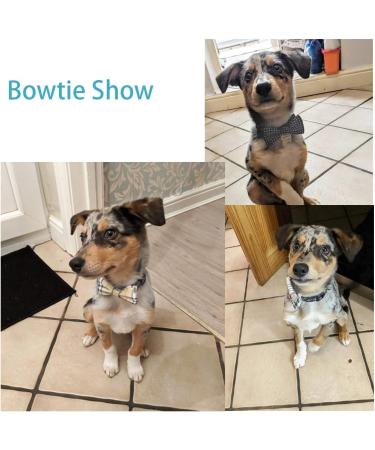 BIPY 5/Pack Dogs Collar Bow Ties Puppies Cats Collar Sliding Charms Adjustable Bowties Attachment Small Pets Collar Accessories for Costume Birthday Party Festival Style B - Buy Online on GoSupps.com