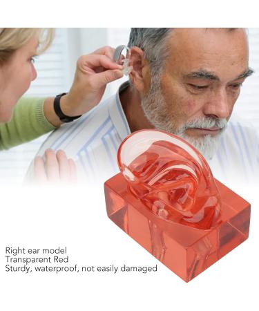 Transparent Acrylic Ear Model for Right Ear - Ideal for Observation | Buy Internationally - Buy Online on GoSupps.com