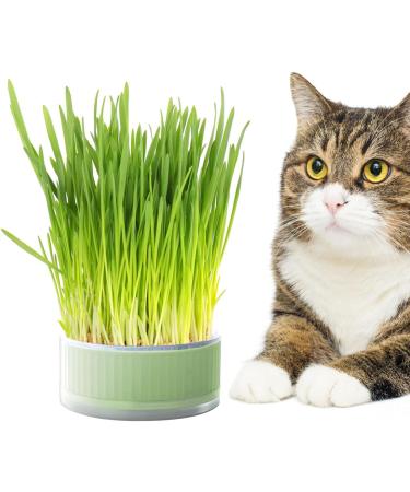 Anulely Cat Grass Plant Container - Earth-Free Sprouter Tray for Indoor Cats & Pets | Stylish Green Home Decor - Buy Online on GoSupps.com