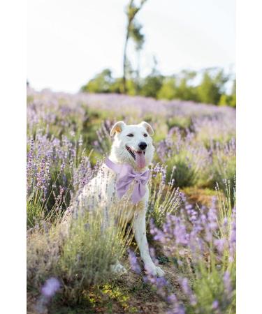 Unique Lavender Silk Dog Collar | Durable & Stylish Pet Accessory for Small Dogs & Cats - Buy Online on GoSupps.com