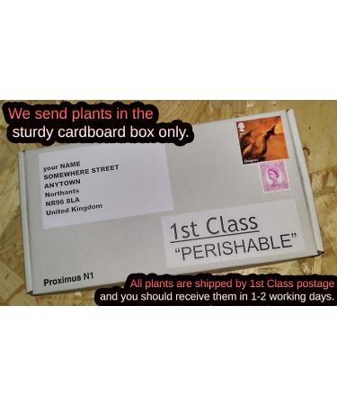 Guppy Grass Aquarium Live Plant Najas Guadalupensis - Buy Online on GoSupps.com