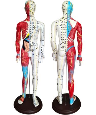 60cm Acupuncture Human Body Acupoint Model Semi-Muscle Acupuncture Point Model with Clear Lettering and Skeletal Viscera Model for Teaching Aids - Buy Online on GoSupps.com