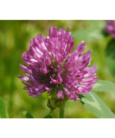 lung support herbs - RESPIRATORY AND LUNG SUPPORT TEA 14 Days - organic immune tea Respiratory Tea natural tea eucalyptus tea leaf happy lung tea Lung support tea - 1Pack 14bags - Buy Online on GoSupps.com