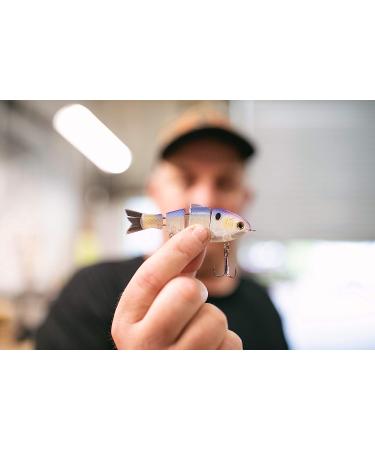 Mike Bucca Baby Bull Shad Swimbait 3.75 - 1/2 oz Golden Shiner | Catch Co Swimbait - Buy Online on GoSupps.com