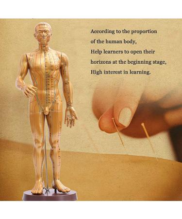 Human Acupuncture Template 50 cm Human Meridian Chinese Medicine Acupuncture Point Medicine Acupuncture Point Model Hand Rotate Anatomy Model - Buy Online on GoSupps.com