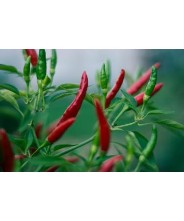 Kamelur 250 g of organic cayenne pepper powder - high-quality organic cayenne pepper finely ground and without additives - 9 - Buy Online on GoSupps.com