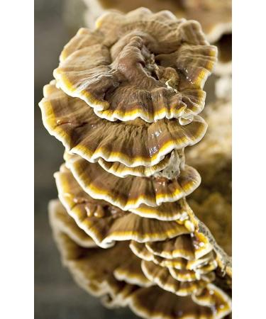 Buy MycoVital Organic Reishi Mushroom Powder Capsules - 93 x 400mg - 100% Vegan No Additives - German Cultivation - International Shipping Available - Buy Online on GoSupps.com