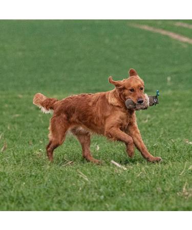 Firedog Dummy with Real Rabbit Fur | Durable Dog Training Toy | 500g Wild Dummy for Retrieving - Buy Online on GoSupps.com