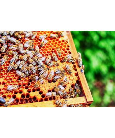 4x Cherry Blossom Honey 250g Caravella Fine Food Italian Spring Blossom Pure Raw Light amber colored with fruity floral notes Rich in antioxidants and vitamins Ideal for tea Cheese Breakfast - Buy Online on GoSupps.com