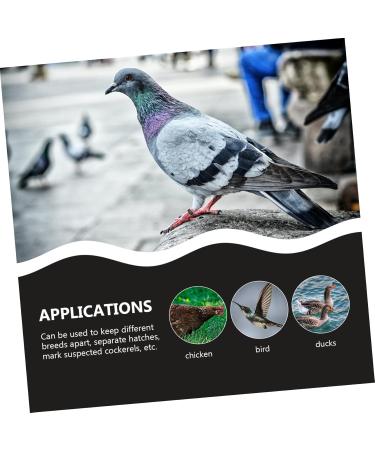 BESPORTBLE 200 Pcs Pigeon Anklet Chicken Legs Pigeon Bands Numbered Poultry Leg Ring Baby Split Ring to Open 1.3X1.3CMx2pcs Blackx2pcs - Buy Online on GoSupps.com