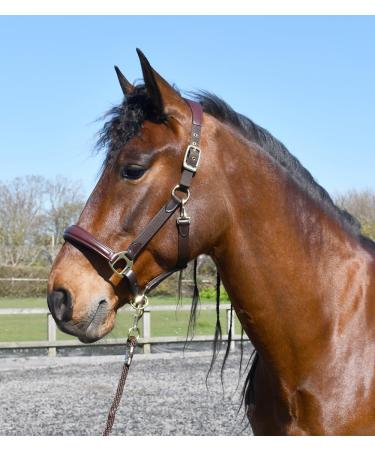 Rhinegold Softee Leather Padded Headcollar-Pony Brown/Brown