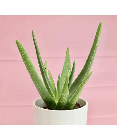 Live Aloe Vera Succulent Plant in 3.5 Inch Pot by Plants for Pets - Indoor House Plant - Buy Online on GoSupps.com