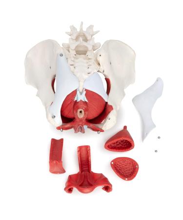 Buy Medical Anatomical Female Pelvis Model - 6-Part Life Size with Removable Organs - International Shipping Available - Buy Online on GoSupps.com