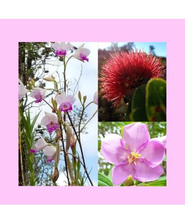 Natural Bliss - Bliss Hawaiian Flower Essence 1oz. - Buy Online on GoSupps.com