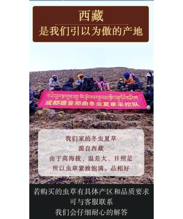 Akersunder Genuine Dried Cordyceps sinensis/winterworm summerherb Ophiocordyceps sinensis Tibet Featured (2 pcs) net Weight 1g. - Buy Online on GoSupps.com