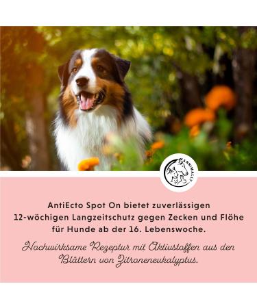 Annimally Flea and Tick Protection Spot On for Dogs - Effective Long-Lasting Tick Remedies for Small Dogs (4-10kg) - 3-Month Flea and Tick Defense - Buy Online on GoSupps.com