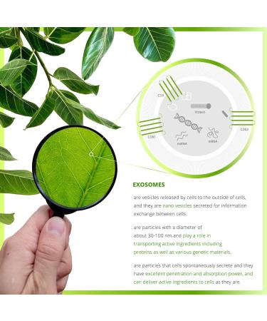 Exosome Get Bright Hydrating Face Pads - Ginseng Tree Exosome Brightening & Quick-Absorbing 100% Vegan - Shop Now - Buy Online on GoSupps.com