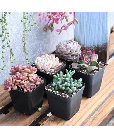 5 Pack Assorted Live Succulent Plants in 2 Starter Planter - Rare Small Indoor House Plants for Home Garden Decor - DIY Gift Set - Buy Online on GoSupps.com