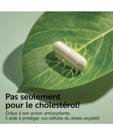 Cholesterol Pi Life Levure de Riz Rouge avec Berberis aristata Fenugrec Policosanol Coenzyme Q10 et Thiamine 2 G lules/Jour Compl ments base de plantes Lactose & Gluten Free 180 G lules 1 unit (Lot de 120) - Buy Online on GoSupps.com