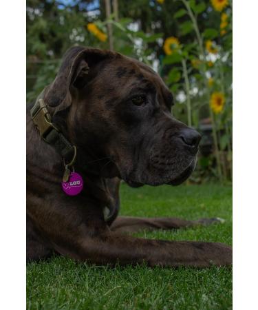 Unique Personalized Dog & Cat Branding | Engraved Double-Sided Tags (30mm Purple) | Custom Distribution Packs - Buy Online on GoSupps.com