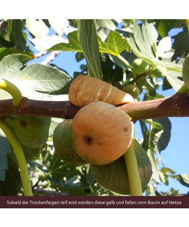 Greek Figs Dried with Wild Growth Oregano 100 natural and nonwoven proteinrich energy for athletes ARISTOS 250g - Buy Online on GoSupps.com