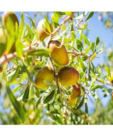 Arga Natural Argan Oil and Aloe Vera Daily Face and Body Cream Moisturising Regenerating Hydrating and Antioxidant From Spain 100% Natural Plant based 140 ml - Buy Online on GoSupps.com