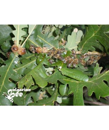 450 g Raw Black Forest Bee Honey Oak Honeydew from Aphids - Buy Online on GoSupps.com