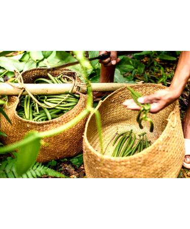  VANNERIE DU MONDE 20 Grade A Madagascar Bourbon vanilla pods 14-16 cm 60 g - Buy Online on GoSupps.com