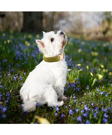 Dogwong Green Dog Collar with Removable Fly - Adjustable Comfortable Pet Collar for Small & Medium Dogs - Ideal Gift for Girls - X-Large Pack of 1 - Buy Online on GoSupps.com