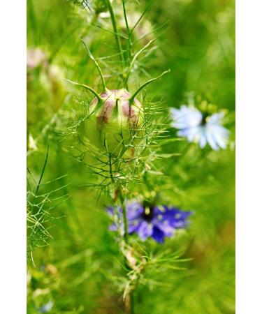 Health Embassy Nigella Sativa Seeds 200g - Black Seed Cumin | Pack of 1 - Buy Online on GoSupps.com