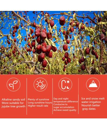 Organic 16 Oz Dried Medjool Dates in Resealable Bag - Sweet Jujube/Sugar Hong Zao - Vegan Grocery Snack Food (1 Lbs) - Buy Online on GoSupps.com