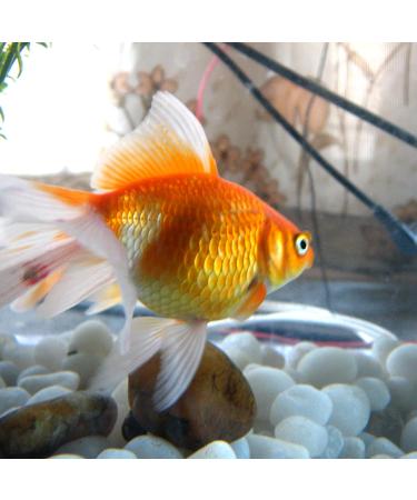 LONTOM 2.2lb White Pebbles Natural Decorative Stone Polished Gravel River Rocks for Plants Home DIY Decor Aquarium Gravel Vase Fillers Fairy Garden Landscaping Outdoor Stones - Buy Online on GoSupps.com