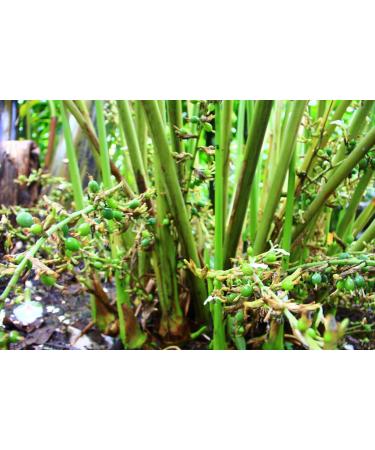 FreshSpice Green Cardamom Pods (200g) | Harvested directly from the farms of Kerala and lab tested for purity - Buy Online on GoSupps.com