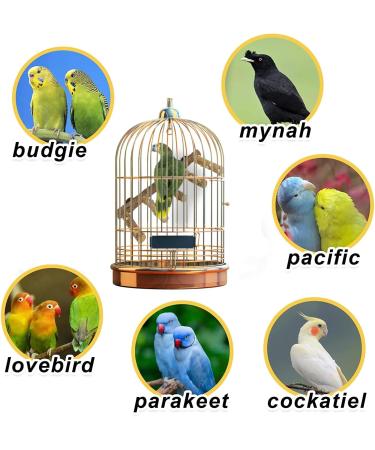 Qeeheng Bird Stand & Natural Wood Seat Rods - Ideal Toys & Accessories for Small to Medium Parrots Budgies Lovebirds & Aras - Buy Online on GoSupps.com