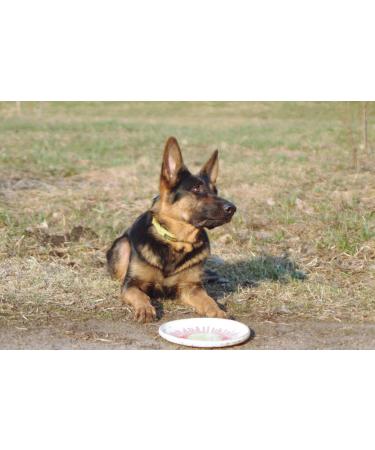 DOZER Adult dog food | Complete food with different types of meat (500 g) | Natural and nutritious | Wet dog food (x 10 goose) - Buy Online on GoSupps.com
