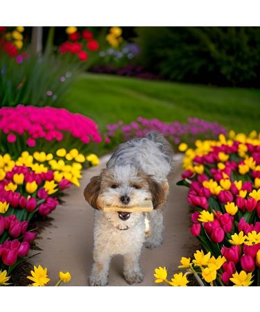 Yak Cheese Dog Chews All-Natural Chews for Dogs. Long Lasting Yak Milk Dog Chews for Aggressive Chewers for Teething Puppies & Bored Dogs (Small 6 Pack) 6 count (Pack of 1) Small - Buy Online on GoSupps.com