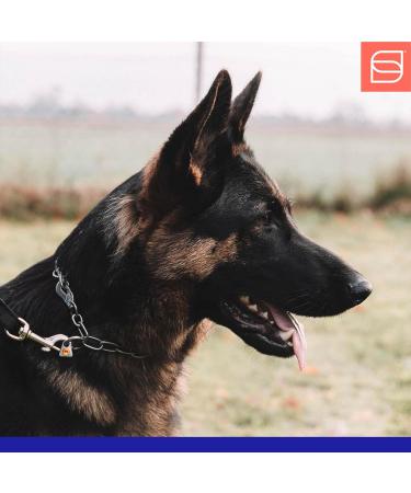 Sprenger Dog Hall Chain with Sprinkler Hook - 3mm Stainless Steel Adjustable Necklace 45cm Silver - Buy Online on GoSupps.com