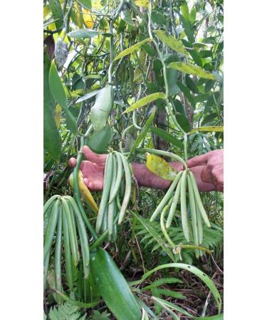Fresh Vanilla Pods - 10 Gourmet Vanilla Pods 10 to 14 cm tahitensis - Buy Online on GoSupps.com