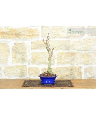 Ginkgo Biloba Bonsai (10) - Buy Online on GoSupps.com